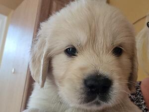 Male puppy avilable