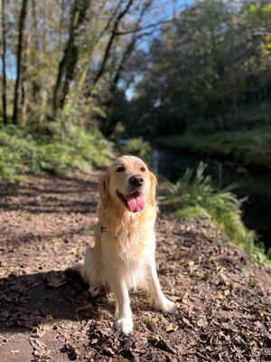 Finley enjoying a walk in the woods
