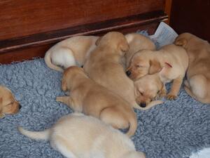 PUPS 3 WEEKS