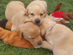 PUPS 5 WEEKS