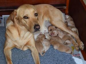 MUM AND PUPS