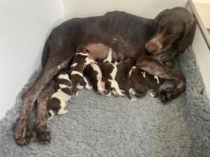 Darcy with her Liiter