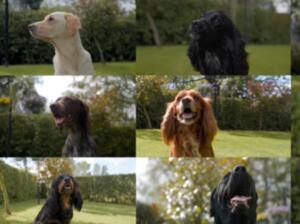 Some of our dogs