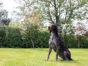 Darcy