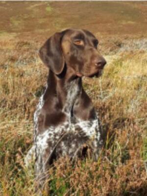 Harris - Sire - Islabraw Ash