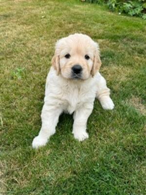 Femaile puppy 22sept24