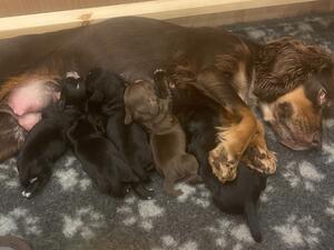 Mum with Pups