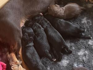Mum with Pups