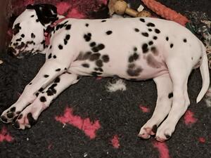 Miss Pink asleep