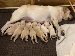 Lily's litter