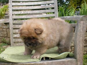 RED MALE PUPPY