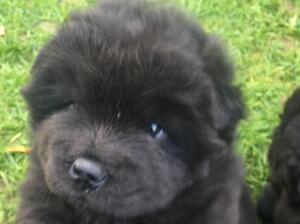 BLACK MALE PUPPY