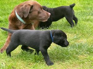Amber's puppy