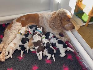 Tilly with her 2024 Litter