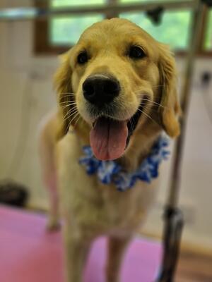 Hebe at the groomers