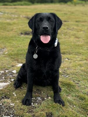 Lewtrenchard Black Betty