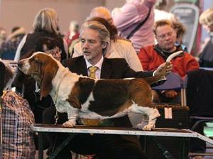 Nellie winning reserve at Crufts in her class