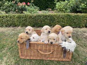 Super friendly well adjusted country pups