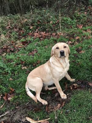 Dam gentle,biddable house/working dog
