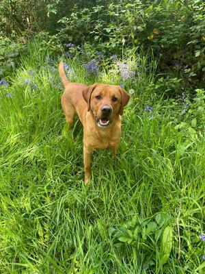 Sire Full working dog bred by a trainer
