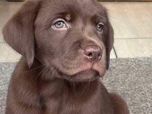 Remaining pup left female