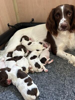 ROSE with puppies