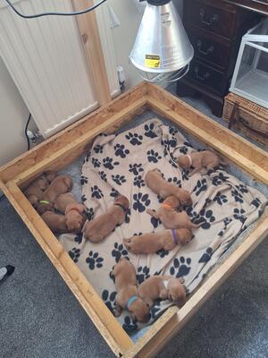 puppies