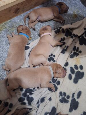Sleeping puppies
