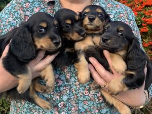 Sidburyhill pups at 6 weeks.