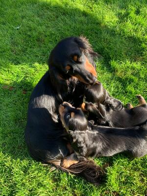 Dad Gunner with his pups