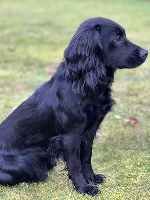 'Bea'