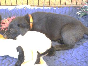 One of the black dog puppies at 5 weeks old