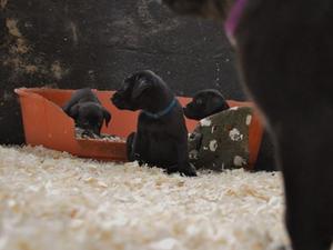 Puppies at 7 weeks old
