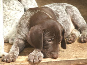 One of the available dogs at 5 1/2 weeks