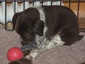one of the dog puppies