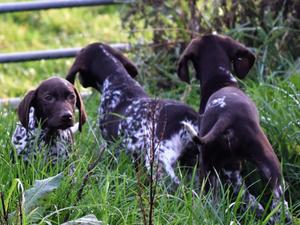 Dog pups still available