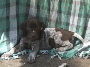 One of the available dogs at 5 1/2 weeks
