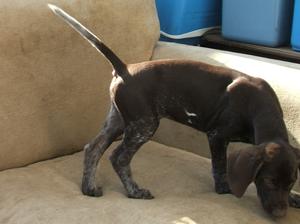 Dog pup at 10 weeks
