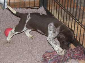 one of the dog puppies