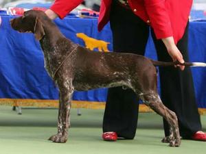 sire: Puddledub Pyjama (PJ)