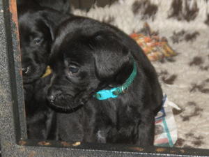 Pups at 5 weeks old