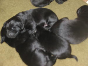 Puppies at 10 days old
