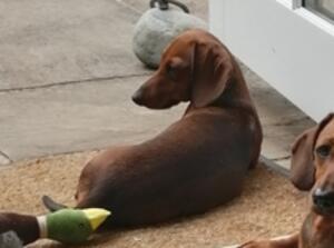 Peewee (She'z Worth the Wait for Puddledub)