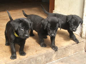 Group of the pups at 6 weeks old