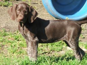 Dog pup at 10 weeks