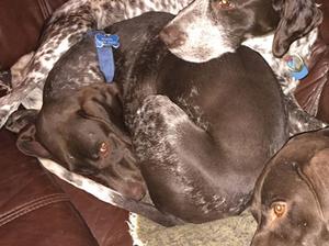 Staffa relaxing amongst the pack