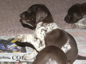 A typical  Puddledub GSP  pup