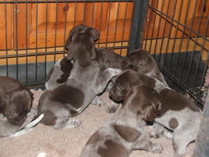 Puddledub puppies at 6 weeks