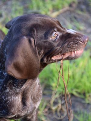 One of the bitch pups still available