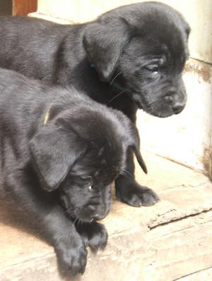 Couple of the pups at 6 weeks old